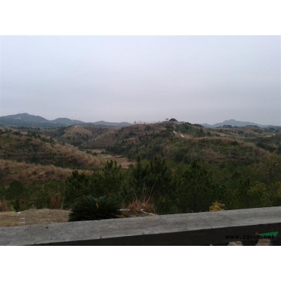 萬株12-20銀杏實(shí)生樹出售，歡迎聯(lián)系