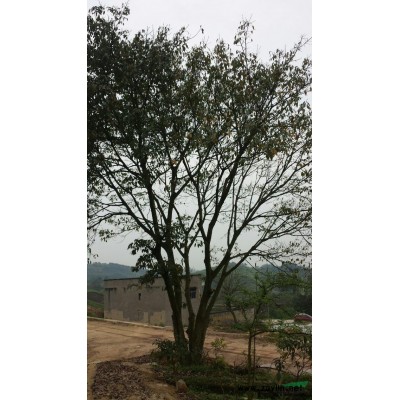 80黃角樹地籠子山貨，76皂角樹精品4年熟貨