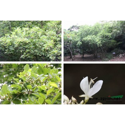 花旗木，熱帶櫻花