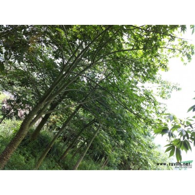 拋售60多畝雞冠刺桐，小葉欖仁，美人樹，火焰木香樟，三角梅！