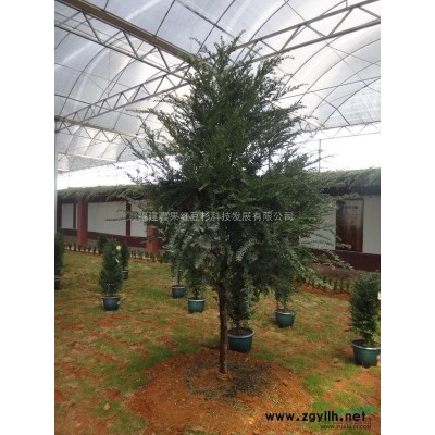 本公司急售一批大香樟