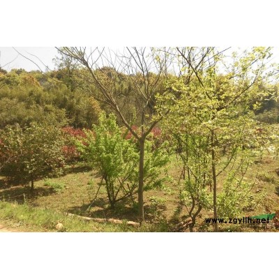 浙江楊梅圖片\浙江楊梅報價