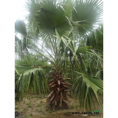 廣東地區供應—老人葵