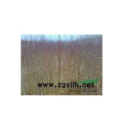 大量供應0.5---6公分毛桃苗，紫葉李