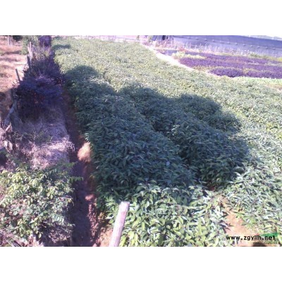 出售龍腦樟樹苗100萬株