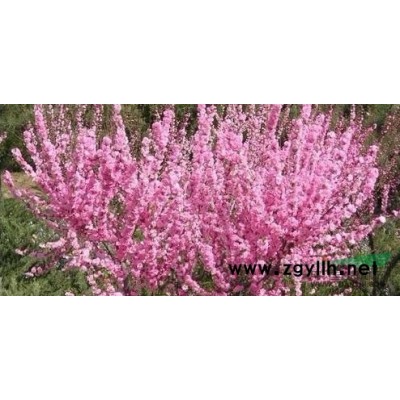 內蒙古杏核供應/內蒙古杏核價格