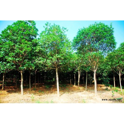 湖北地區供應各規格冬青