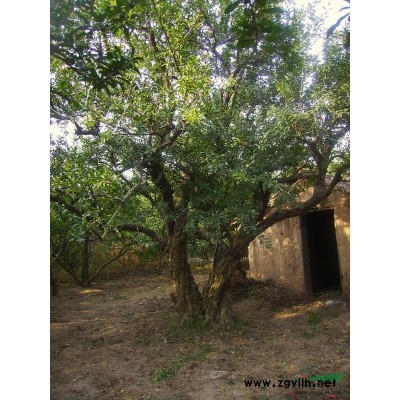 長期出售各個規格的石榴樹