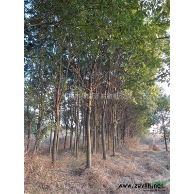 萬棵樟樹10-12cm急售