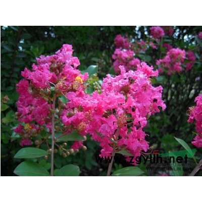 鄭州紅火球紫薇新品種供應|*新紅火球紫薇報價咨詢