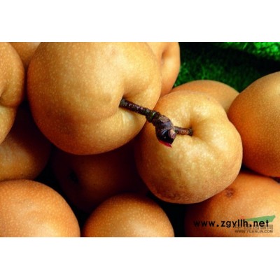 延津宏興林業(yè)專業(yè)種植紅葉楊樹苗 中華紅葉楊 紅葉楊工程苗