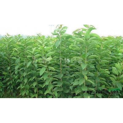 緊急供應(yīng)白蠟大、小苗10萬株