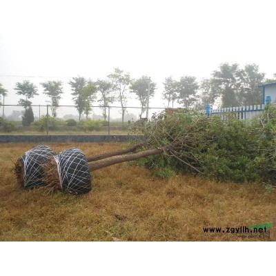 冬季國槐和白蠟怎樣種植成活率高？