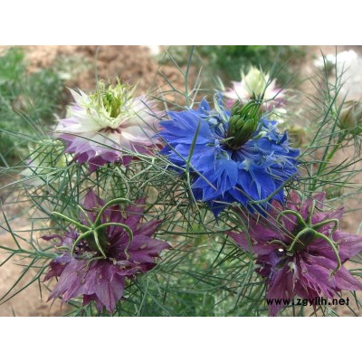 大量供應(yīng)北美海棠，地徑2-4公分