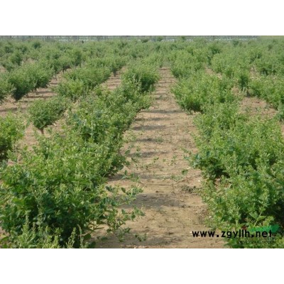 紫玉蘭圖片\紫玉蘭報(bào)價(jià)