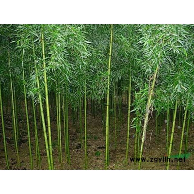 江蘇省沭陽(yáng)縣供應(yīng);紫薇，紫荊，紫藤，紫葉李，木槿