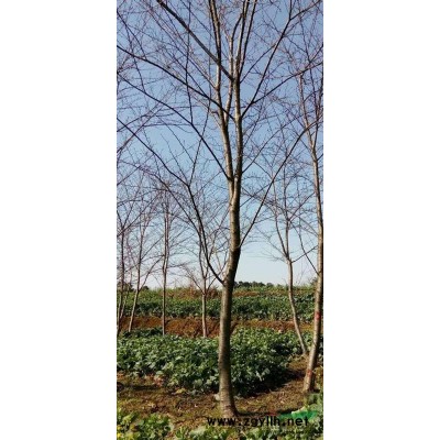 供應染井吉野櫻花