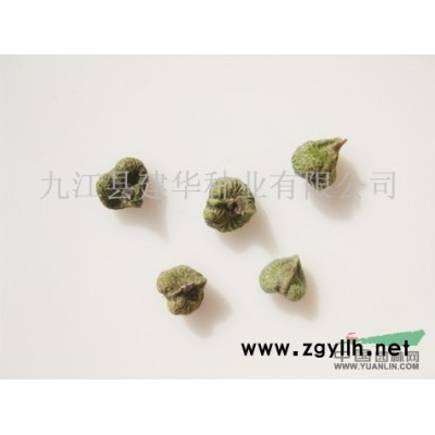 紅果冬青種子  冬青種子