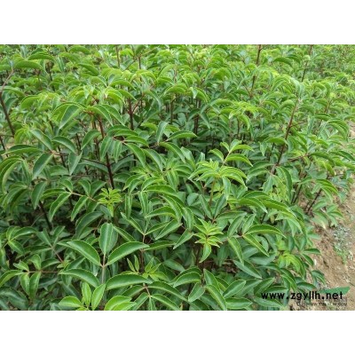 野鴉椿種子，一年苗30---60公分高。