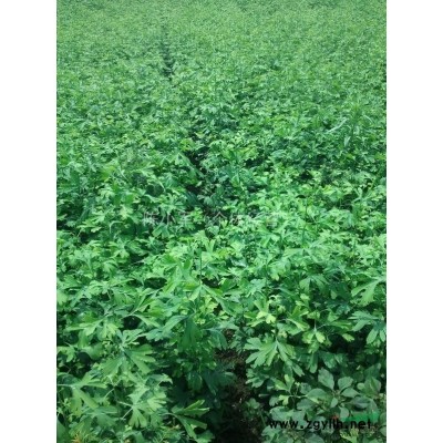 四川紅豆杉供應(yīng)