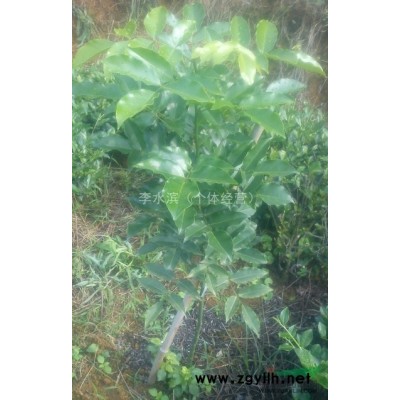 紅豆樹/江陰紅豆樹/鄂西紅豆樹/何氏紅豆樹2年苗