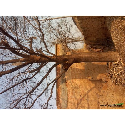 陜西 西安 出售自家胸徑60公分的國槐