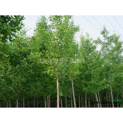 廣玉蘭、紅白玉蘭、玉蘭價格、玉蘭產地