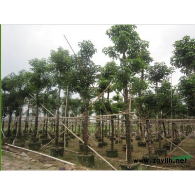 廣東20-22公分秋楓地苗袋苗價(jià)格茂盛花木場(chǎng)*合理數(shù)量大