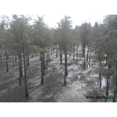 秋楓，地苗，數量5000棵