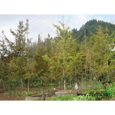 德陽地區銀杏萬余株、其中10-18公分6千余株，枇杷樹處理