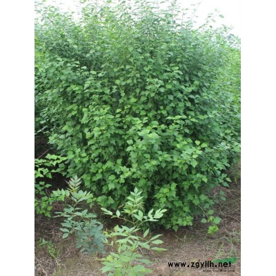 山西供應(yīng)國槐等綠化苗木