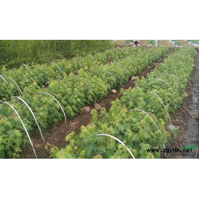 供應(yīng)優(yōu)質(zhì)美國竹柳,美國紅楓,銀杏等