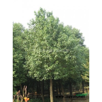 櫻花 陜西西安貨源供應