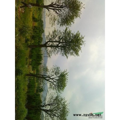 低價大量出售精品樸樹，寬幅大，樹形直，雙桿