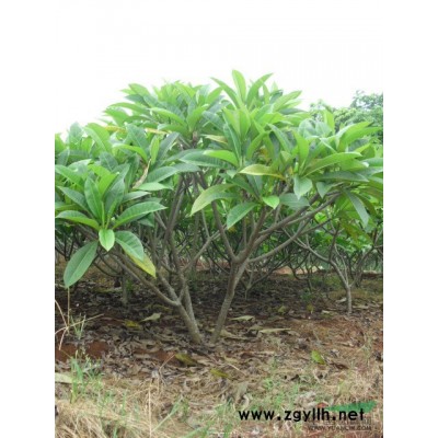 海南澄邁福山超源園藝場