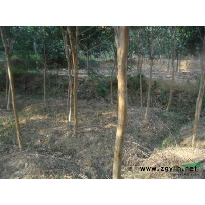 樸樹(shù)15-50公分