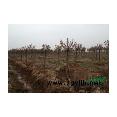 江西南昌轉讓200畝苗圃土地