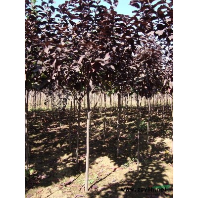 供應加拿大紅英、金葉復葉槭、太陽李球