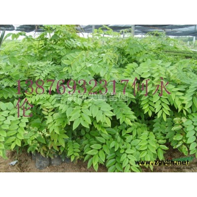 海南黃花梨苗綠色黃金