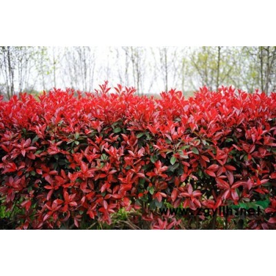 苗圃基地大量批售綠化苗木