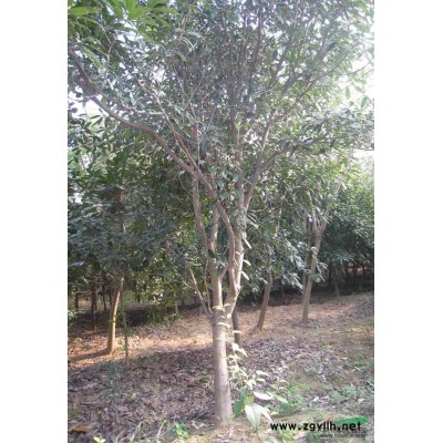 大量野生馴化苗