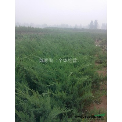 沙地柏 國槐 白臘 水臘 五角楓 側檜 北京檜 各種苗木