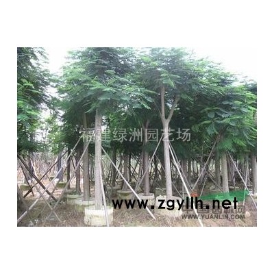 福建盆架子 漳州盆架子 盆架子價(jià)格