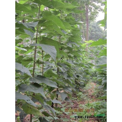 楸樹專供楸樹任挑選可面談