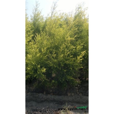 浙江羅漢松價格（圖）、浙江哪有賣羅漢松？羅漢松一株多少錢？