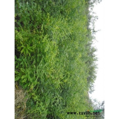 大量供應(yīng)速生國(guó)槐速生白蠟蜀儈華山松