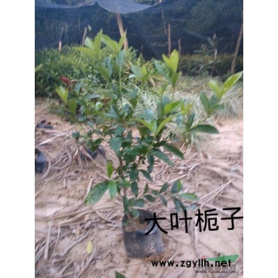 主營臘腸樹，紅車。龍舌蘭，花梨木，全冠香樟，秋楓，琴葉珊瑚