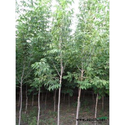 內蒙地區供應各種綠化苗木