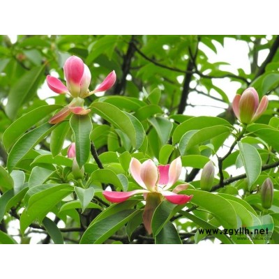 武平縣民主鄉數百萬顆二代（半）杉木苗出售