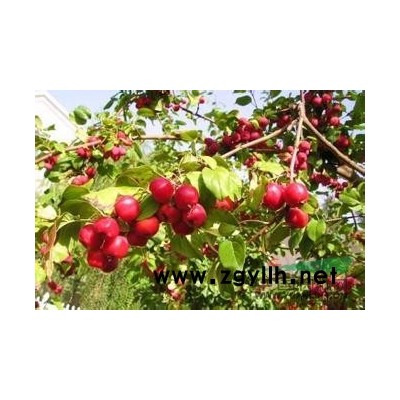 出售各種規格八棱海棠